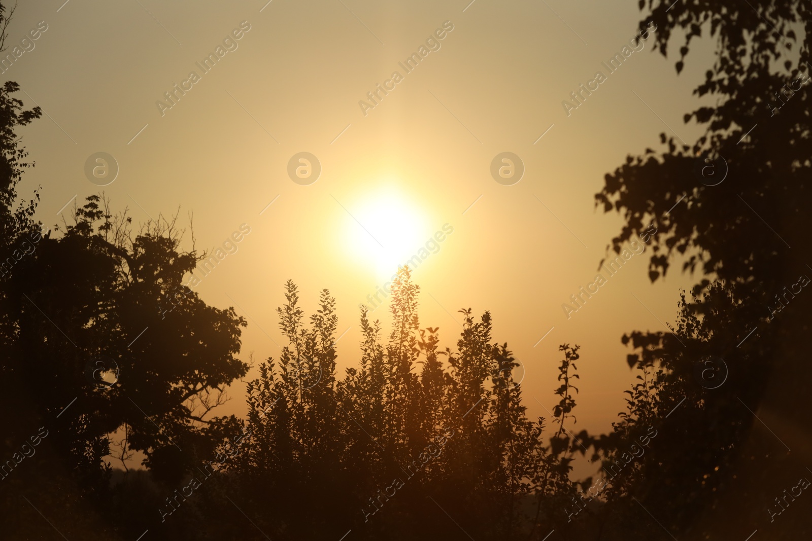 Photo of Beautiful view of sky over trees at sunrise in morning