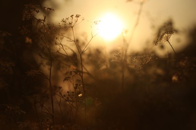 Beautiful view of plants at sunrise in morning, closeup