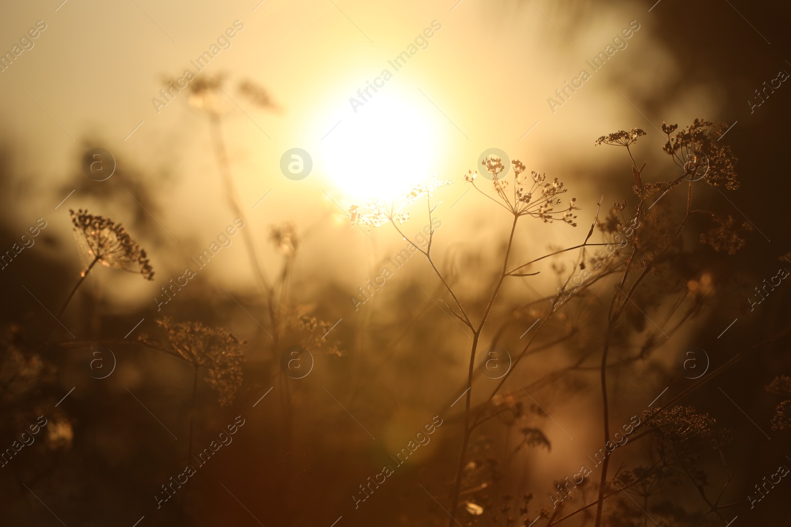 Photo of Beautiful view of plants at sunrise in morning, closeup