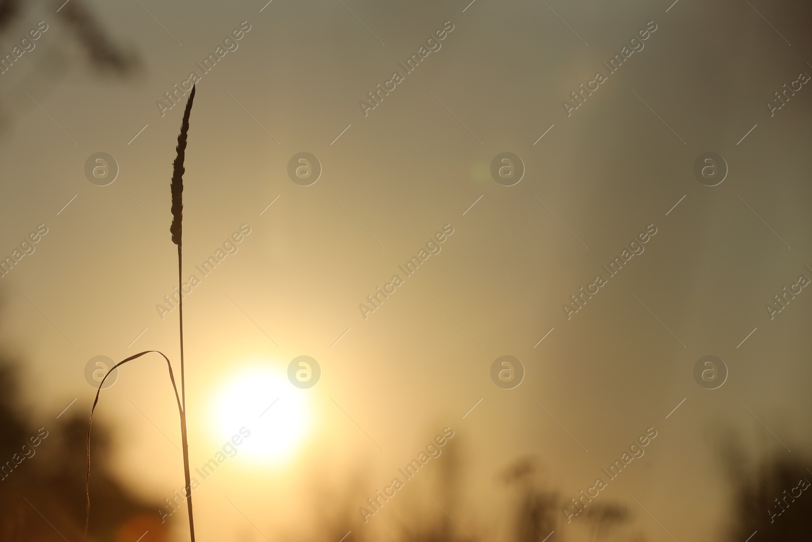 Photo of Beautiful view of plant at sunrise in morning, closeup. Space for text