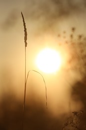 Photo of Beautiful view of plant at sunrise in morning, closeup