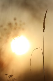 Beautiful view of plant at sunrise in morning, closeup