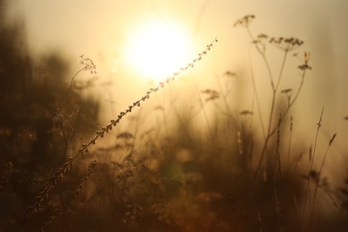 Beautiful view of plants at sunrise in morning, closeup