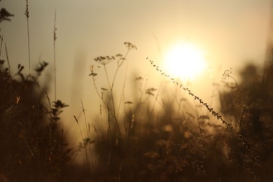 Photo of Beautiful view of plants at sunrise in morning, closeup