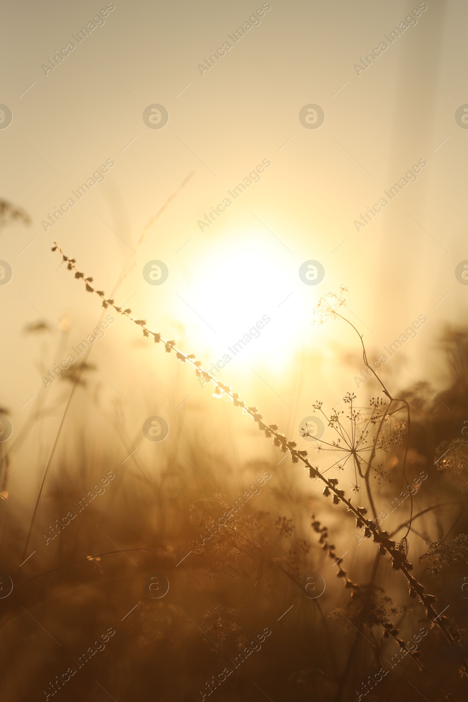 Photo of Beautiful view of plants at sunrise in morning, closeup