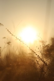 Beautiful view of plants at sunrise in morning, closeup