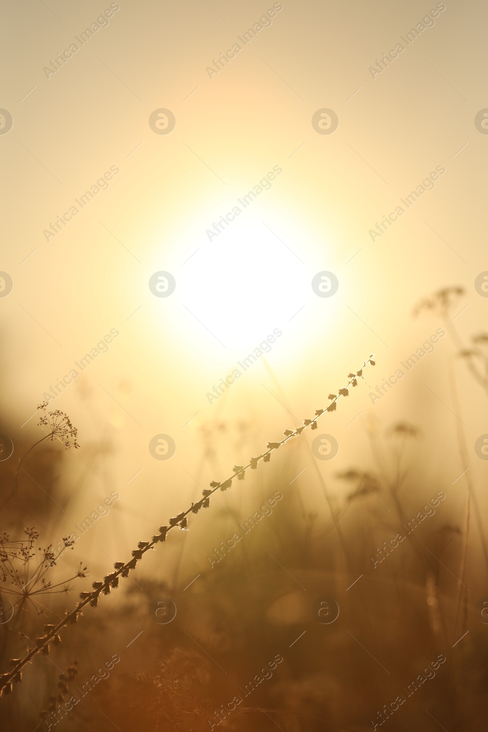 Photo of Beautiful view of plants at sunrise in morning, closeup