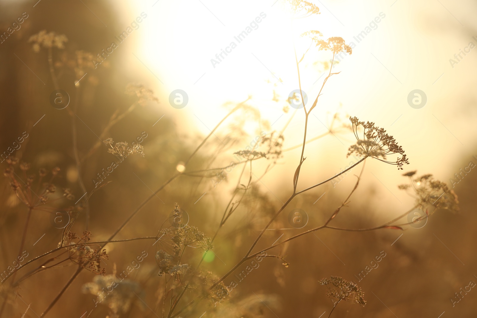 Photo of Beautiful view of plants at sunrise in morning, closeup