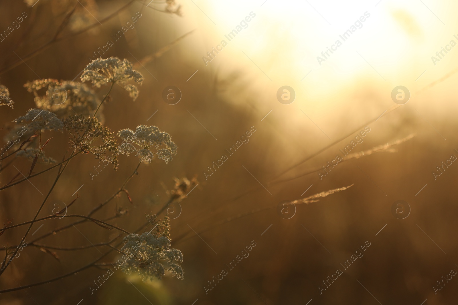 Photo of Beautiful view of plants at sunrise in morning, closeup