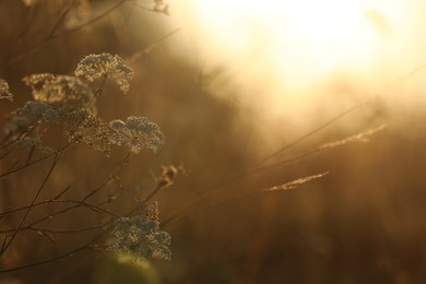 Beautiful view of plants at sunrise in morning, closeup