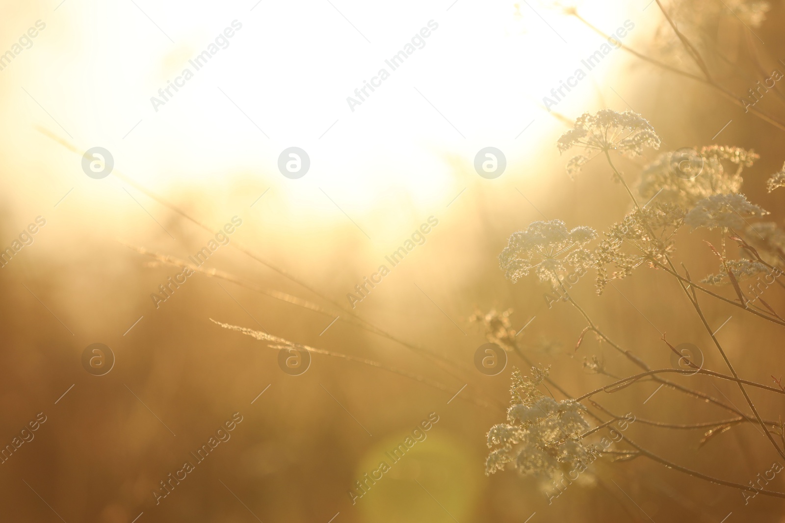 Photo of Beautiful view of plants at sunrise in morning, closeup. Space for text