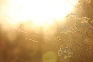 Photo of Beautiful view of plants at sunrise in morning, closeup. Space for text