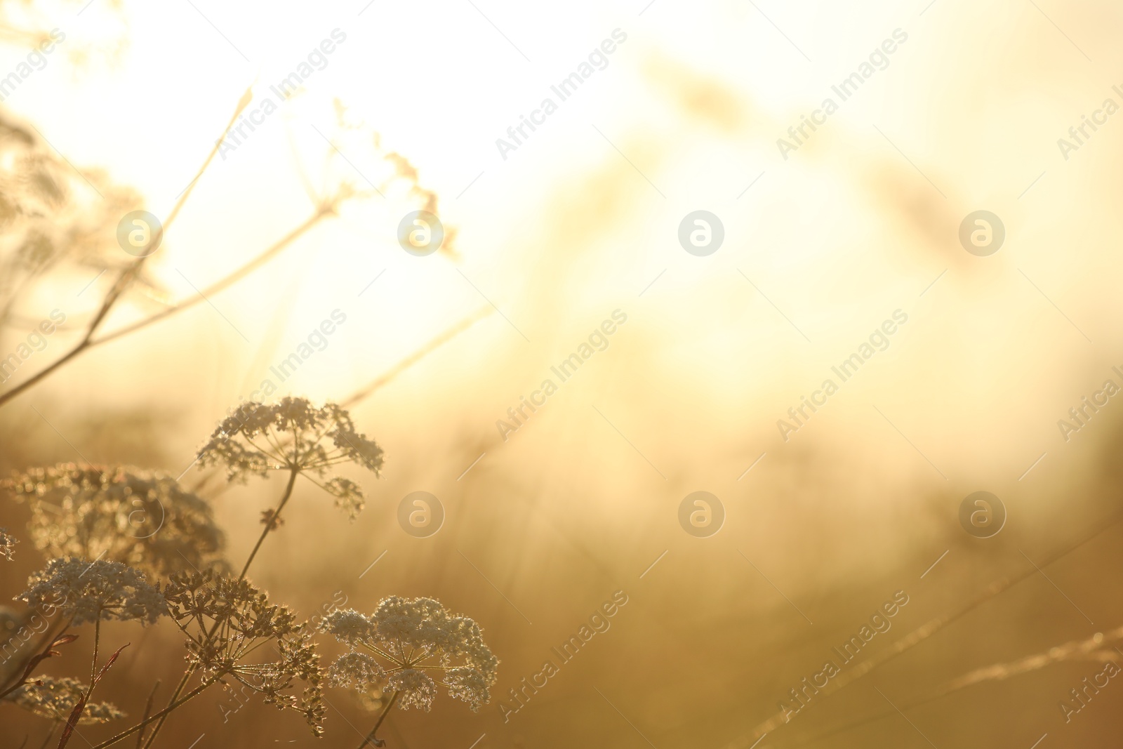 Photo of Beautiful view of plants at sunrise in morning, closeup. Space for text