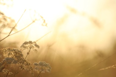 Photo of Beautiful view of plants at sunrise in morning, closeup. Space for text