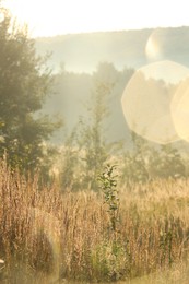 Beautiful view of meadow with different plants in morning