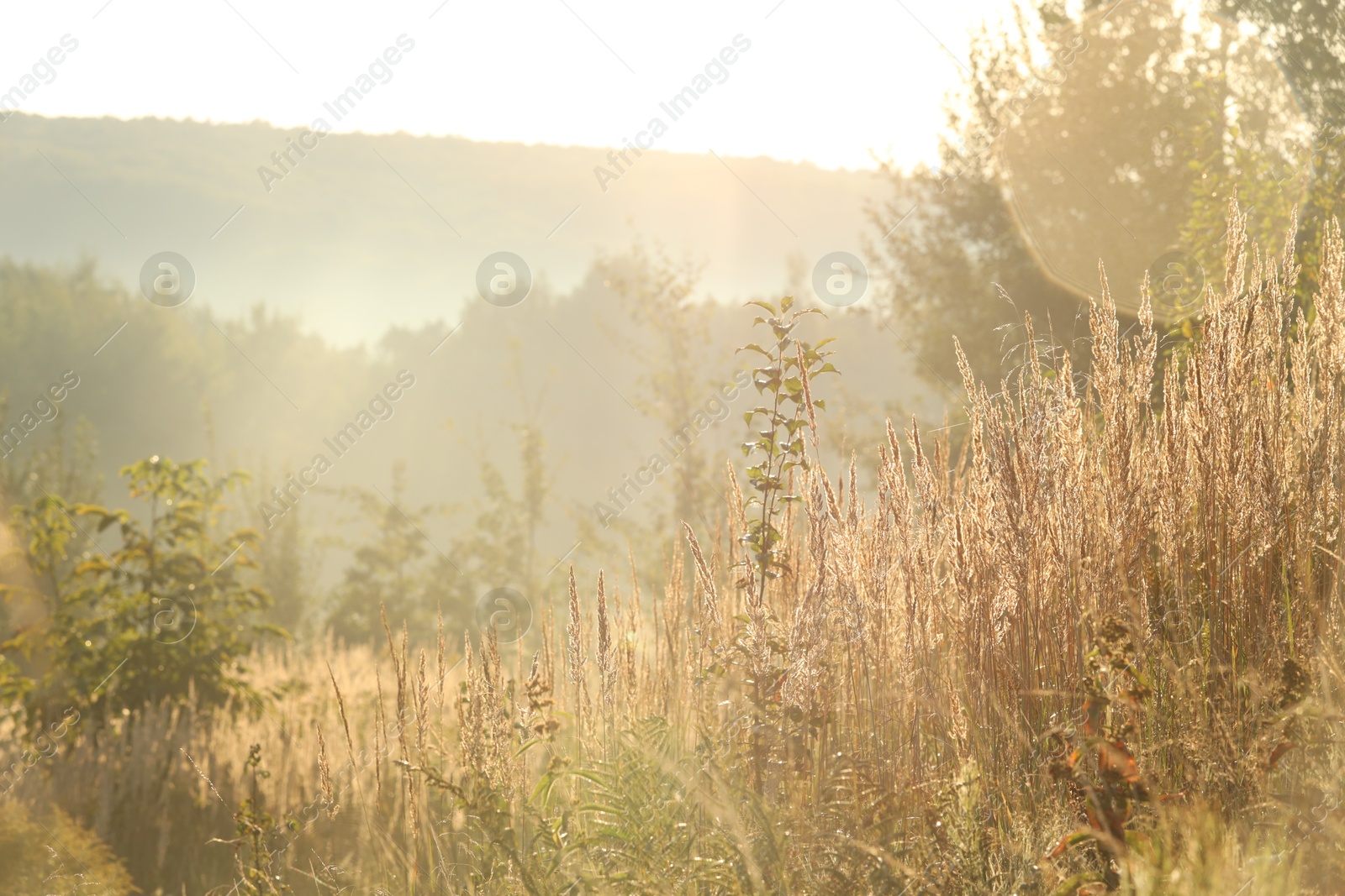 Photo of Beautiful view of meadow with different plants in morning