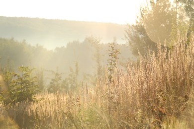 Beautiful view of meadow with different plants in morning