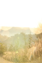 Photo of Beautiful view of meadow with different plants in morning