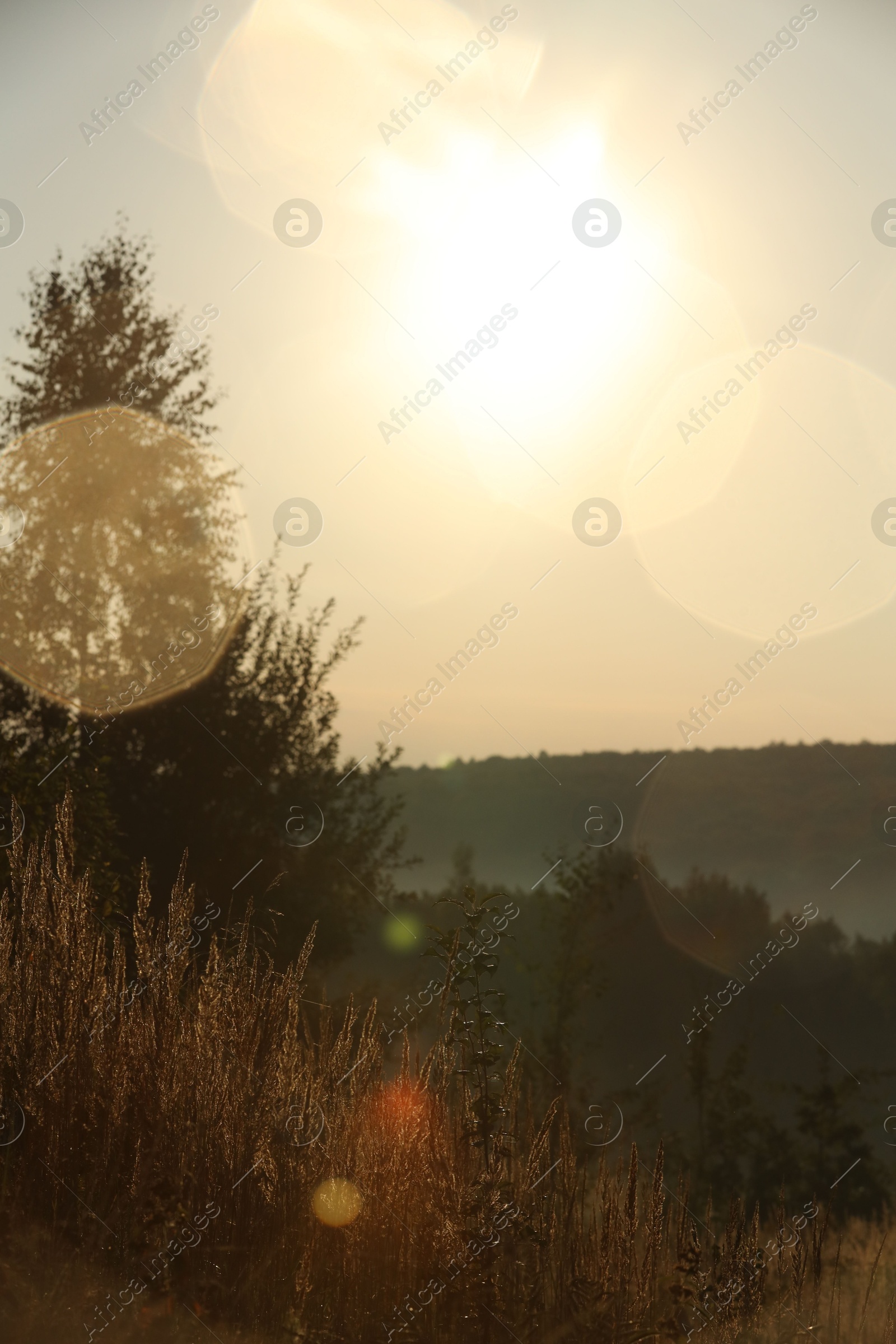 Photo of Beautiful view of meadow with different plants in morning