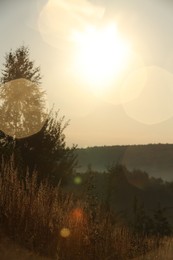 Beautiful view of meadow with different plants in morning