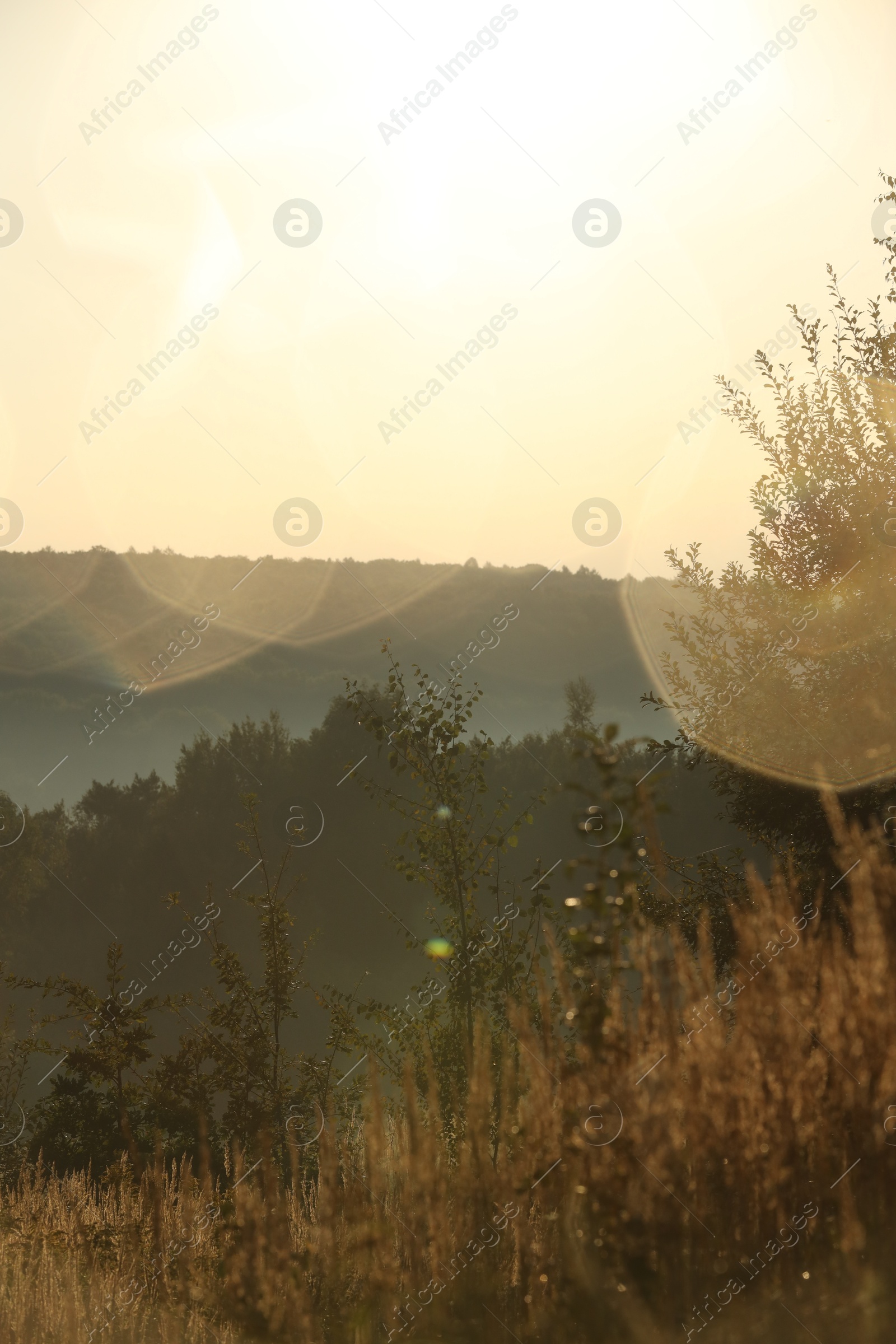 Photo of Beautiful view of meadow with different plants in morning