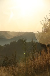 Photo of Beautiful view of meadow with different plants in morning