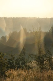 Beautiful view of meadow with different plants in morning