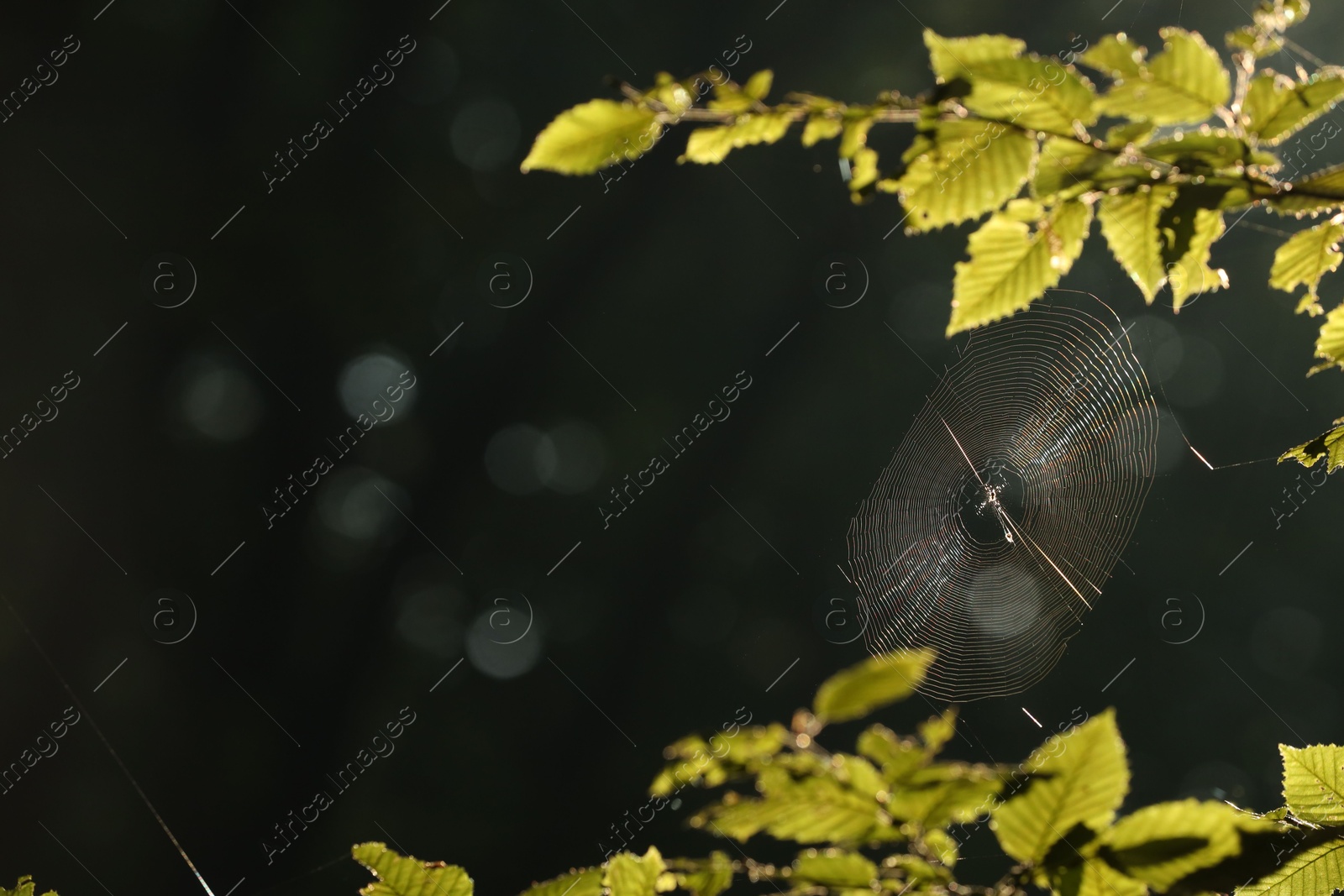 Photo of Cobweb on green tree in morning, closeup. Space for text