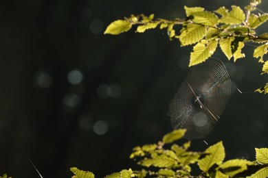 Photo of Cobweb on green tree in morning, closeup. Space for text