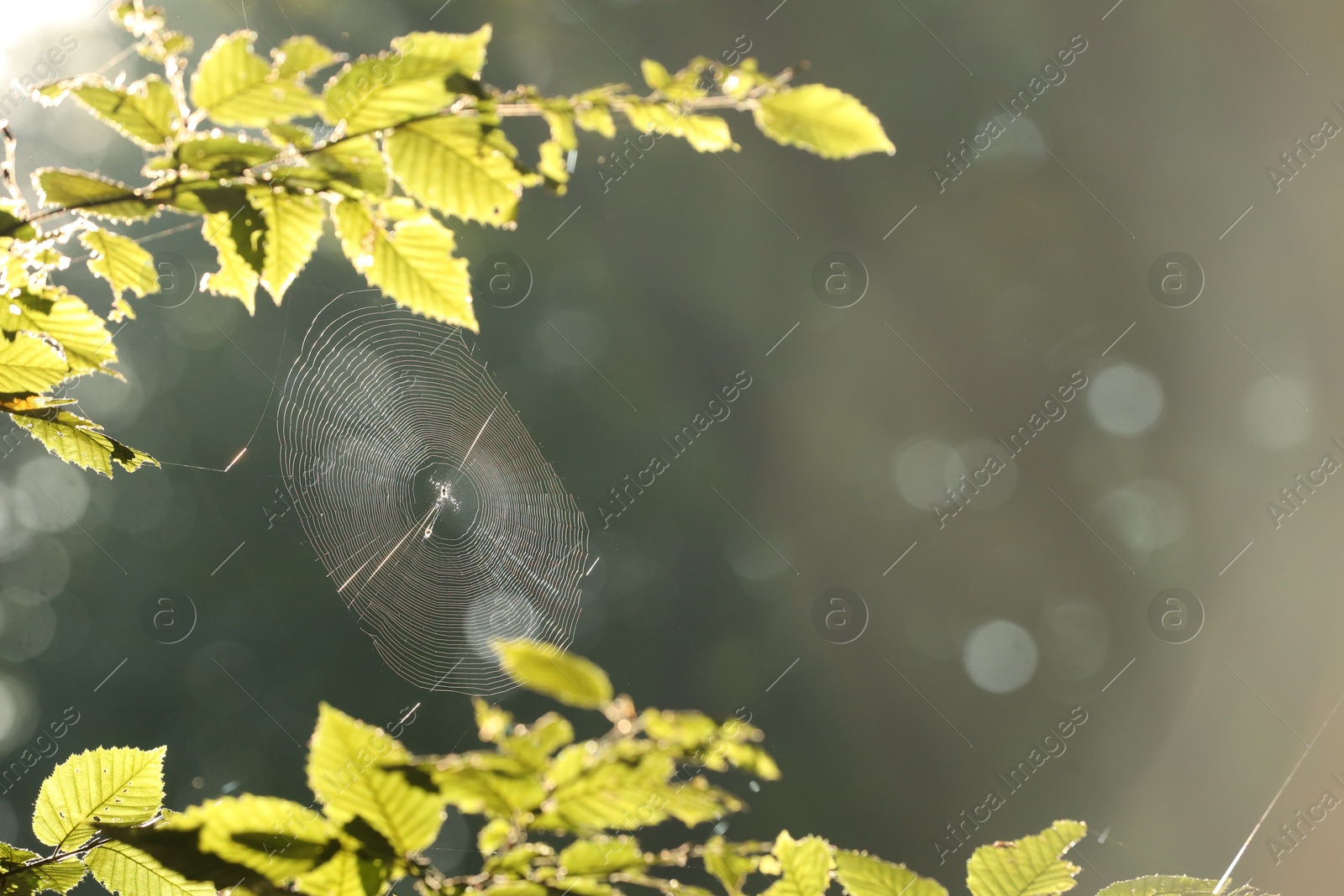 Photo of Cobweb on green tree in morning, closeup. Space for text