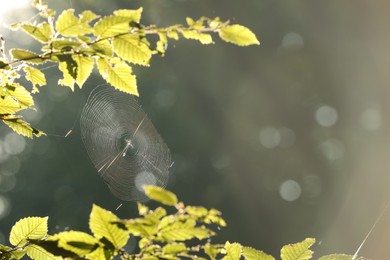 Cobweb on green tree in morning, closeup. Space for text