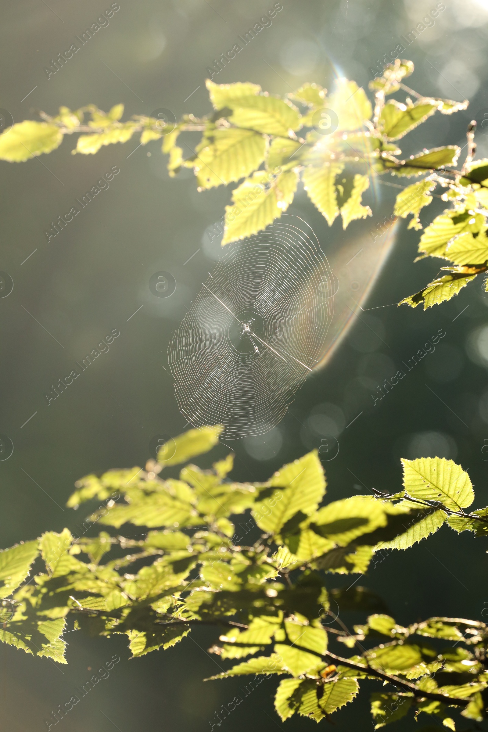 Photo of Cobweb on green tree in forest in morning, closeup