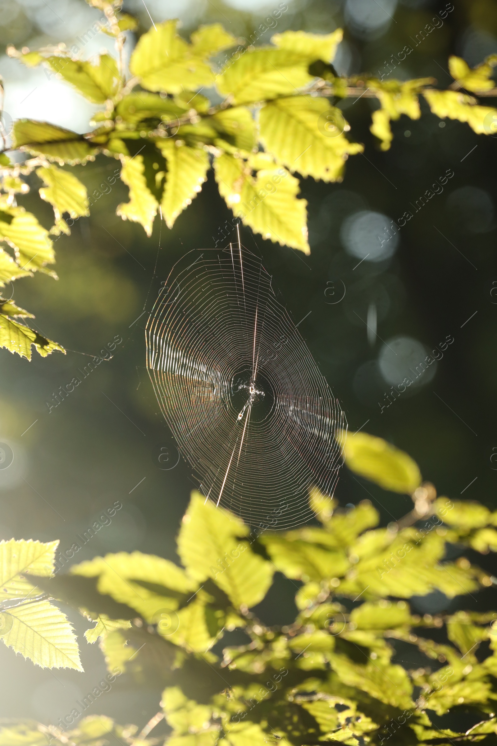 Photo of Cobweb on green tree in forest in morning, closeup