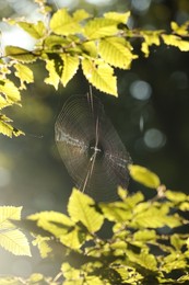 Cobweb on green tree in forest in morning, closeup