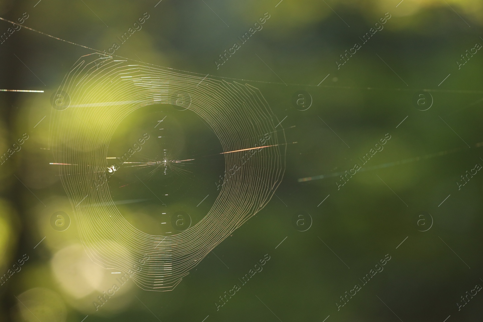 Photo of Closeup view of cobweb in morning outdoors, space for text