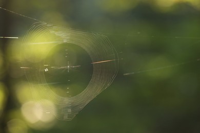 Closeup view of cobweb in morning outdoors, space for text