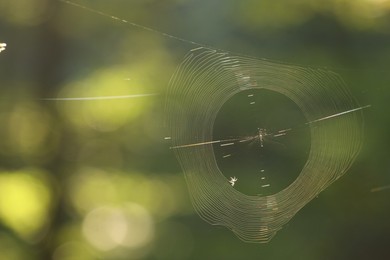 Photo of Closeup view of cobweb in morning outdoors, space for text