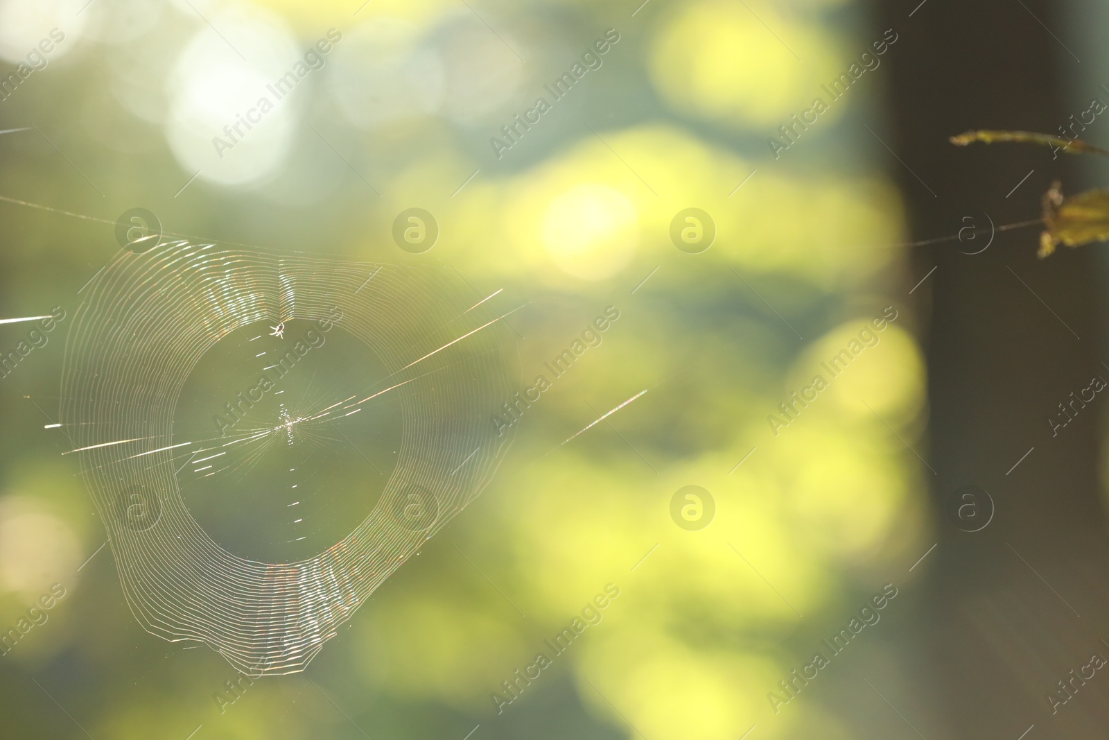 Photo of Closeup view of cobweb in morning outdoors, space for text