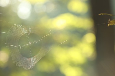 Closeup view of cobweb in morning outdoors, space for text