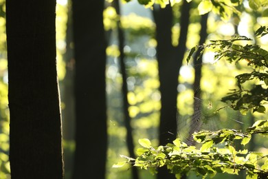 Photo of Cobweb on green tree in forest in morning, closeup. Space for text