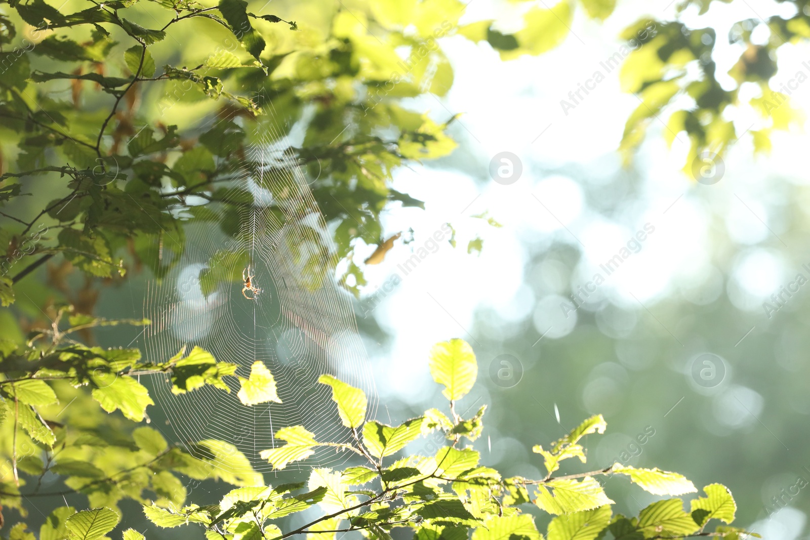 Photo of Cobweb on green tree in forest in morning, closeup. Space for text