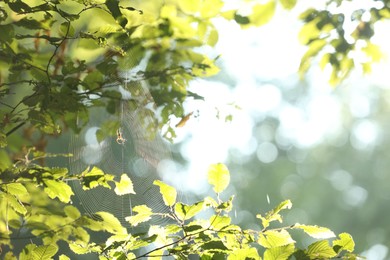 Photo of Cobweb on green tree in forest in morning, closeup. Space for text