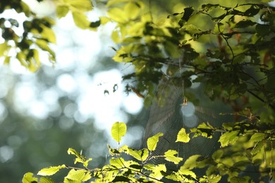 Photo of Cobweb on green tree in forest in morning, closeup. Space for text