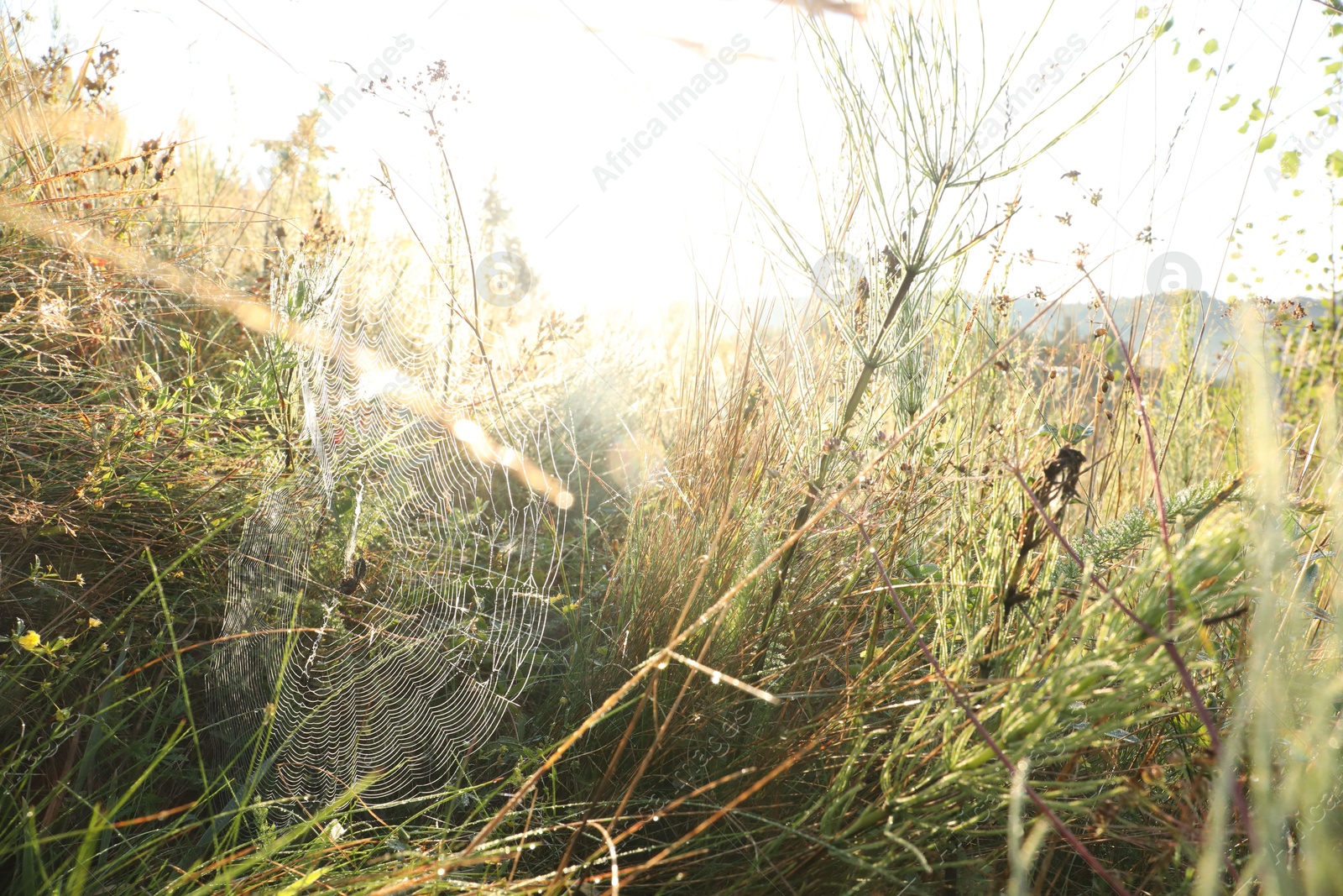 Photo of Cobweb on plants at meadow in morning