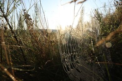 Photo of Cobweb on plants at meadow in morning, closeup