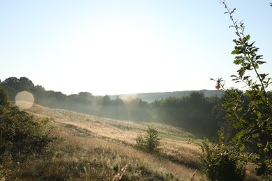 Beautiful view of meadow with different plants in morning