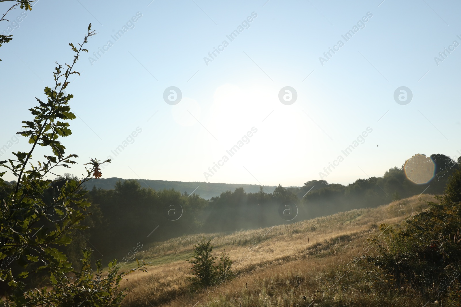 Photo of Beautiful view of meadow with different plants in morning