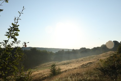 Beautiful view of meadow with different plants in morning