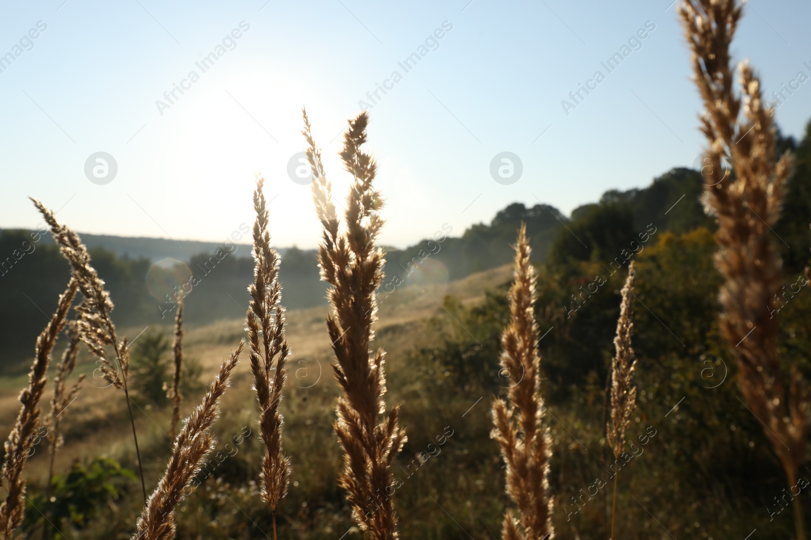 Photo of Beautiful view of meadow with plants in morning, closeup