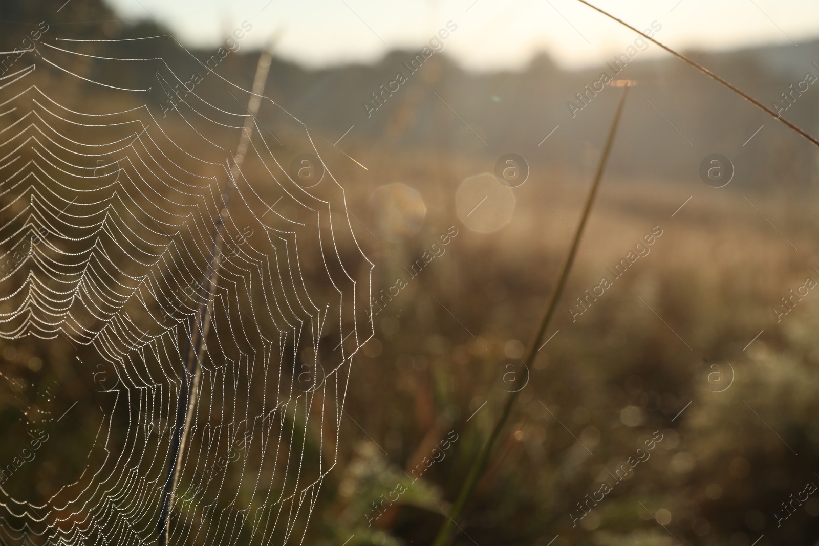 Photo of Cobweb on plants at meadow in morning, closeup. Space for text